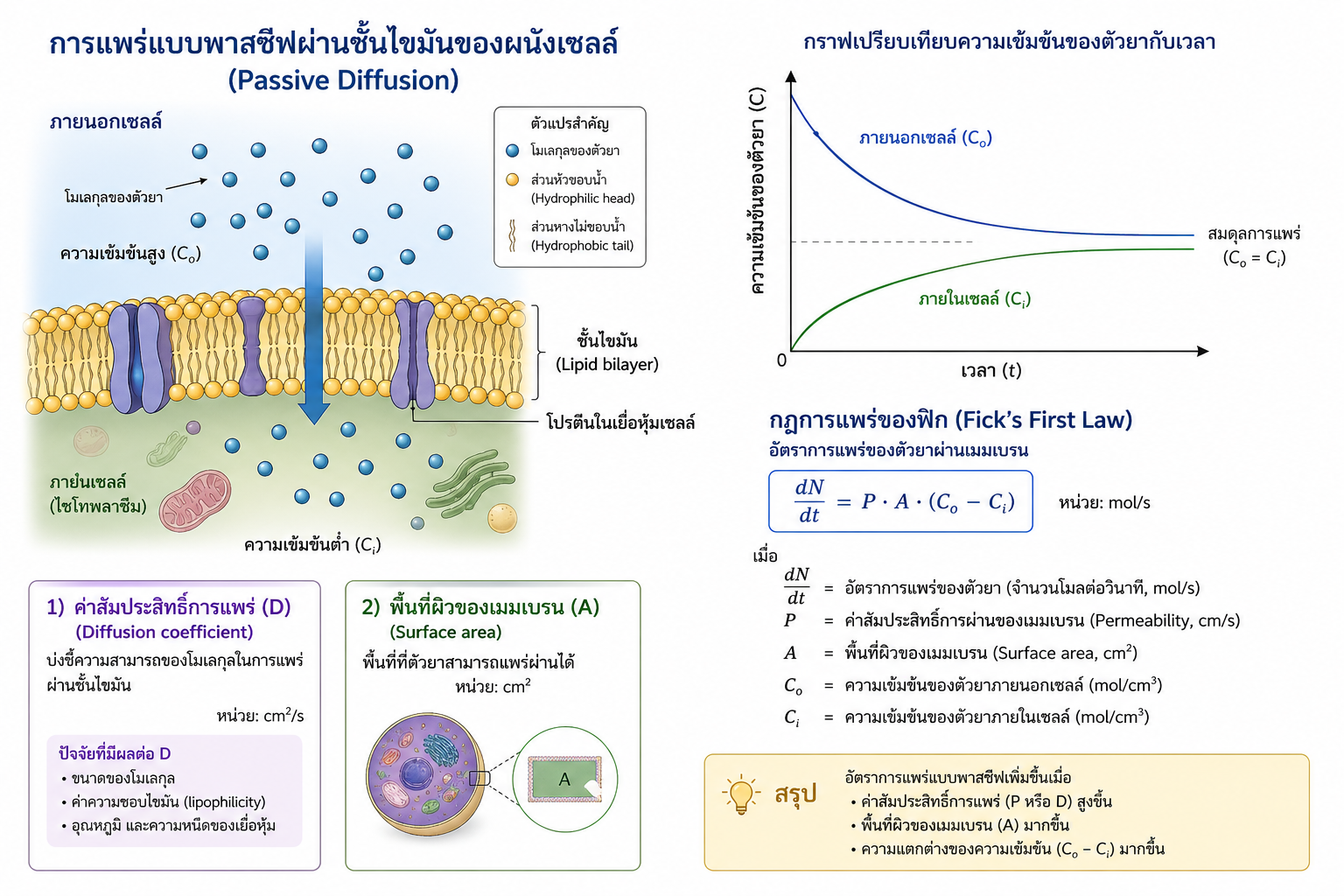ภาพรวมการแพร่แบบพาสซีฟผ่านชั้นไขมันของผนังเซลล์